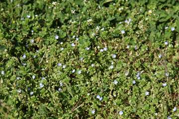 بهار دانشگاه 1399